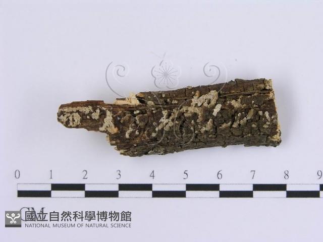 登錄號:F0013547藏品圖，第1張