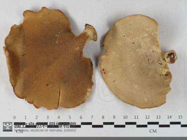 登錄號:F0033547藏品圖，第1張