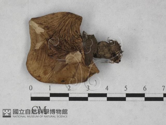 登錄號:F0028147藏品圖，第1張