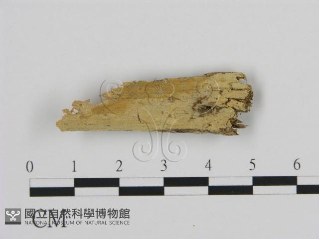 登錄號:F0020147藏品圖，第1張