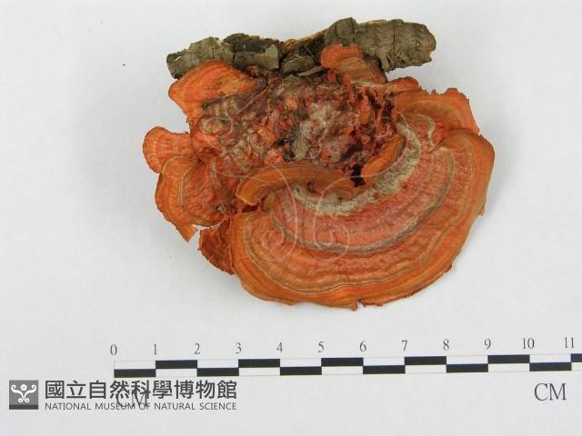 登錄號:F0000147藏品圖，第1張