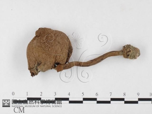 登錄號:F0026147藏品圖，第1張