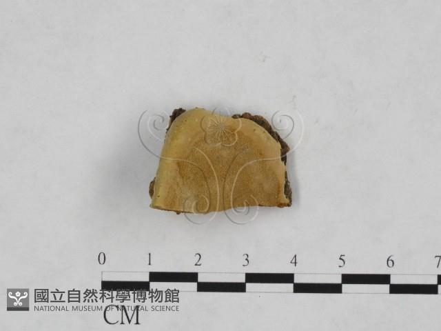 登錄號:F0006147藏品圖，第1張