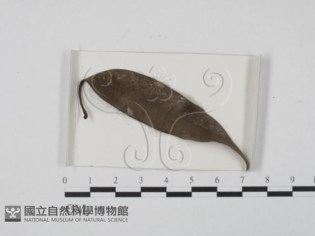 登錄號:F0021147藏品圖，第1張