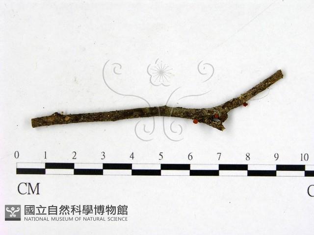 登錄號:F0001147藏品圖，第1張