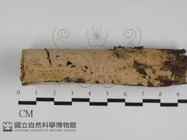 登錄號:F0031147藏品圖，第1張