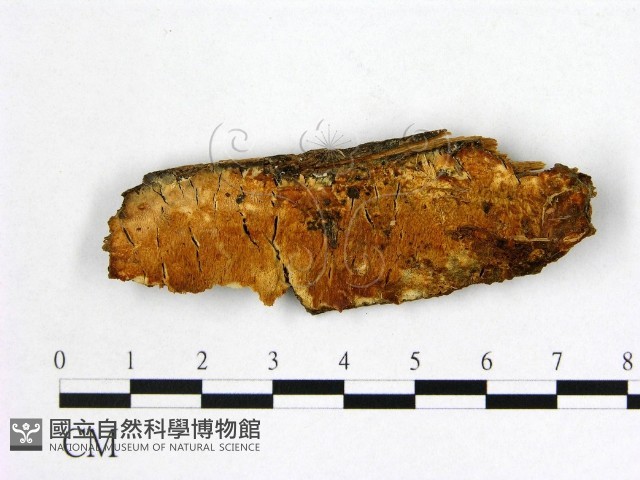 登錄號:F0014147藏品圖，第1張