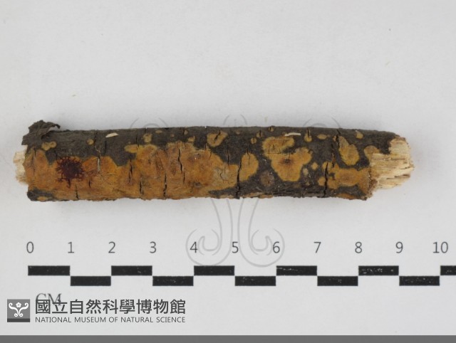 登錄號:F0034147藏品圖，第1張