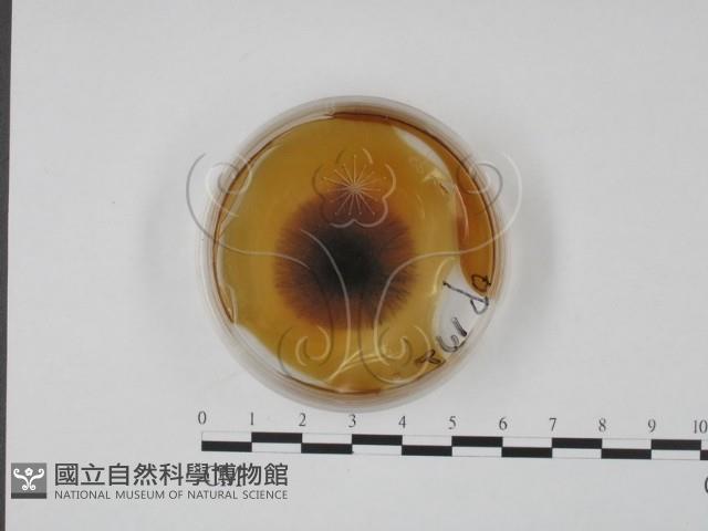 登錄號:F0022147藏品圖，第1張