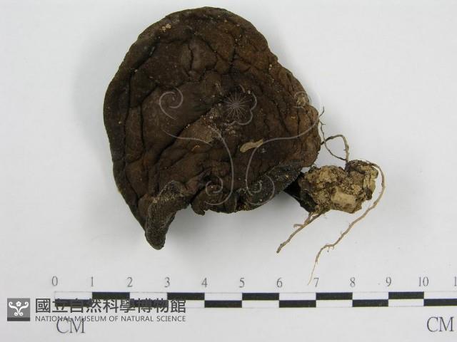 登錄號:F0002147藏品圖，第1張
