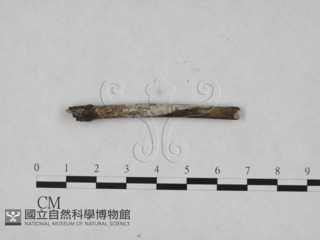絲皮菌屬藏品圖，第1張