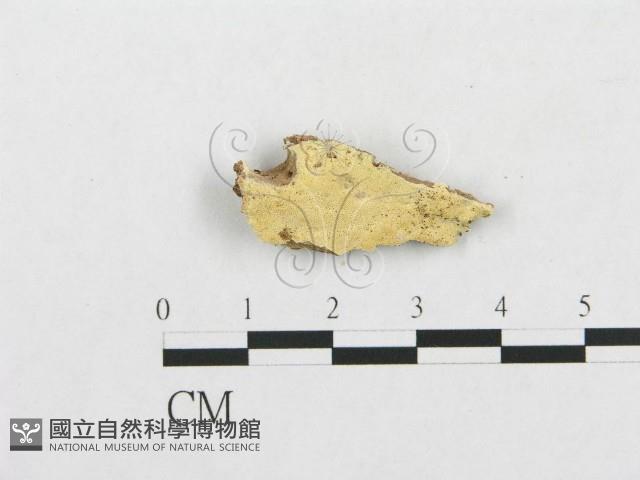 登錄號:F0007147藏品圖，第1張