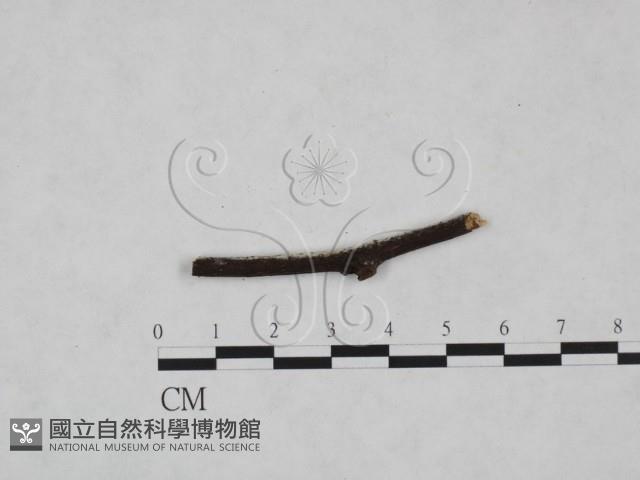絲齒菌屬藏品圖，第1張