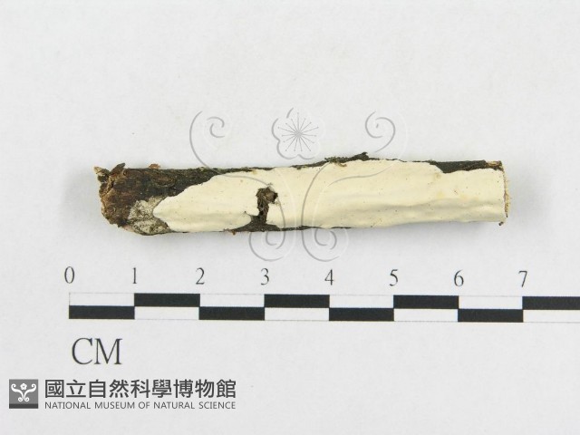 革墊菌屬藏品圖，第1張