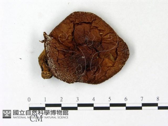 登錄號:F0023147藏品圖，第1張