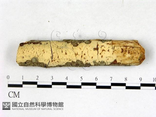 登錄號:F0003147藏品圖，第1張