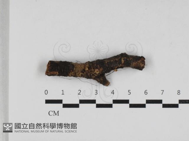 登錄號:F0033147藏品圖，第1張