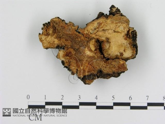 登錄號:F0008047藏品圖，第1張