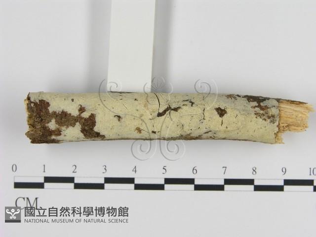 登錄號:F0020047藏品圖，第1張