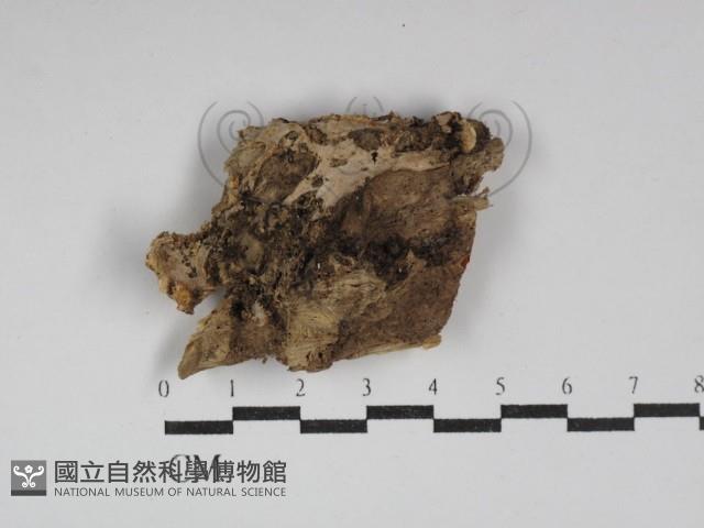 硬孔菌屬藏品圖，第1張