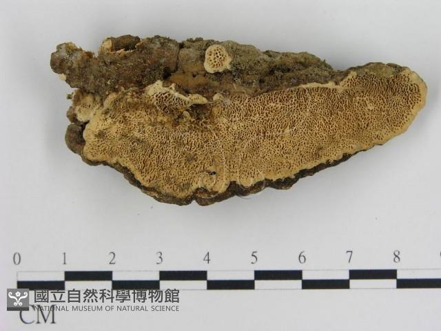 登錄號:F0016047藏品圖，第1張