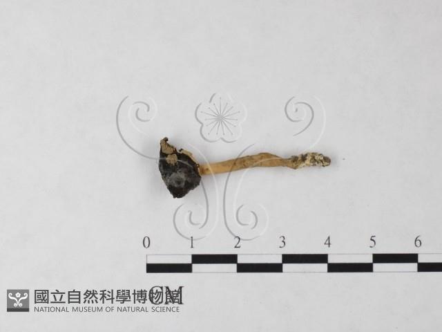 登錄號:F0024047藏品圖，第1張