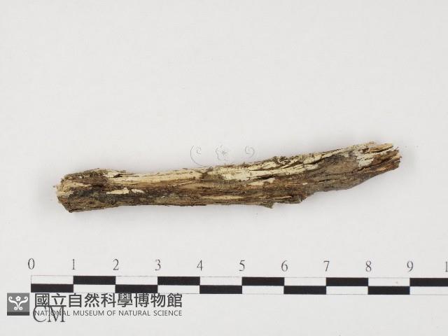 冇骨消絲齒菌藏品圖，第1張