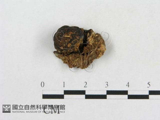 登錄號:F0002047藏品圖，第1張