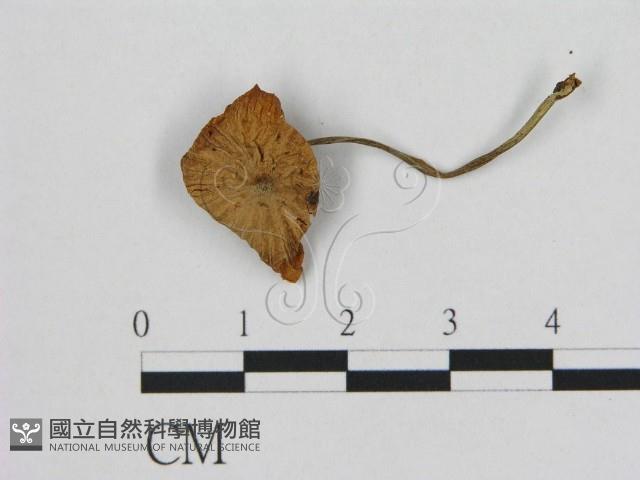 登錄號:F0012047藏品圖，第1張