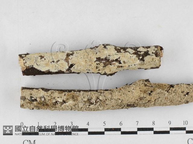 齒耳菌屬藏品圖，第1張