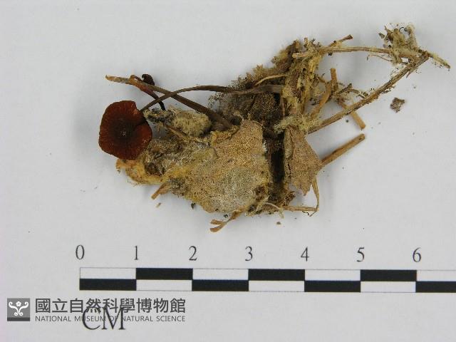 小皮傘屬藏品圖，第1張