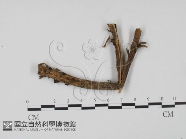 登錄號:F0015047藏品圖，第1張