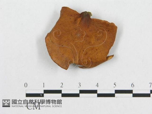 多孔菌屬藏品圖，第1張