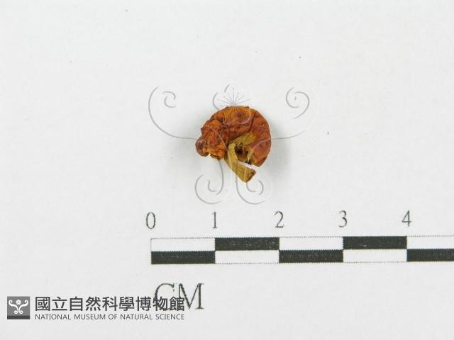 登錄號:F0003047藏品圖，第1張