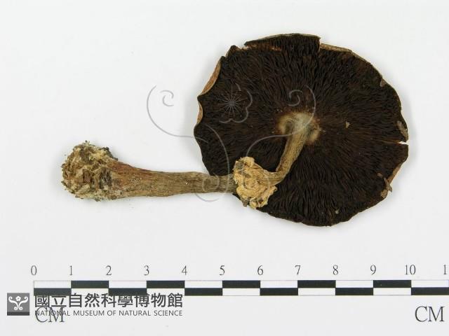 登錄號:F0013047藏品圖，第1張