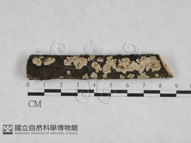 齒耳菌屬藏品圖，第1張