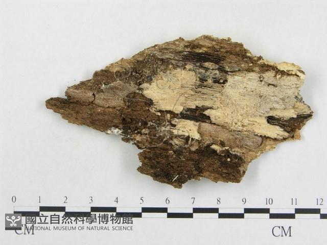 登錄號:F0020347藏品圖，第1張