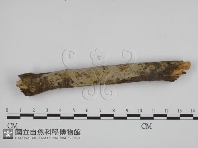 登錄號:F0000347藏品圖，第1張