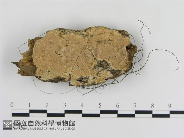 登錄號:F0010347藏品圖，第1張