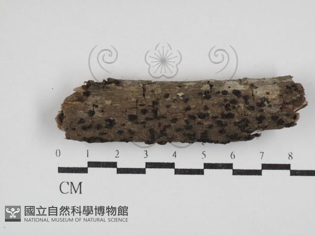 登錄號:F0030347藏品圖，第1張