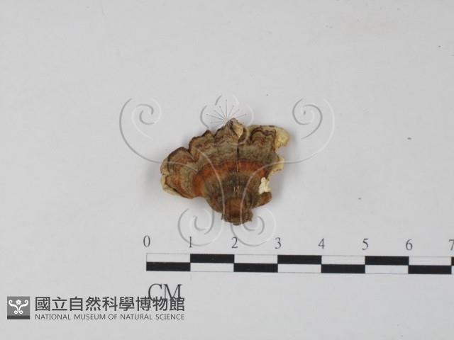 雲芝藏品圖，第1張