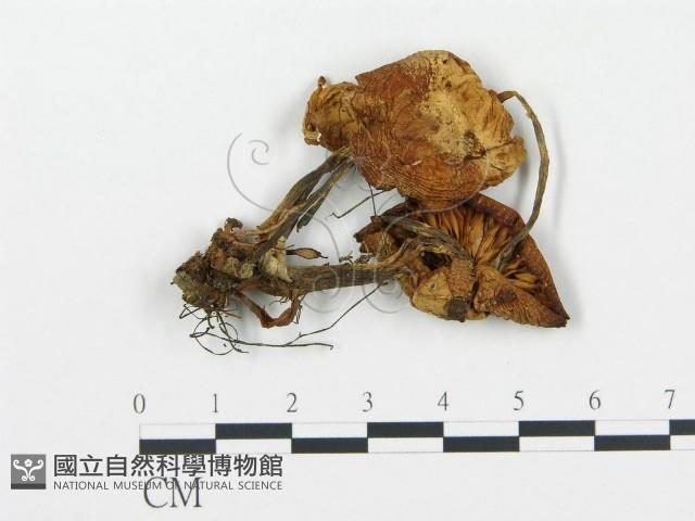 杯傘屬藏品圖，第1張