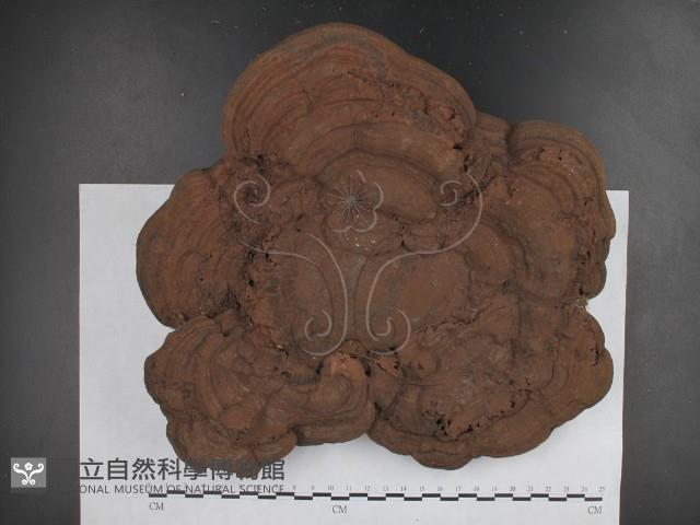 登錄號:F0021347藏品圖，第1張