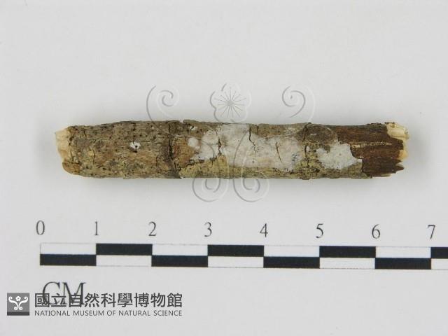 登錄號:F0011347藏品圖，第1張