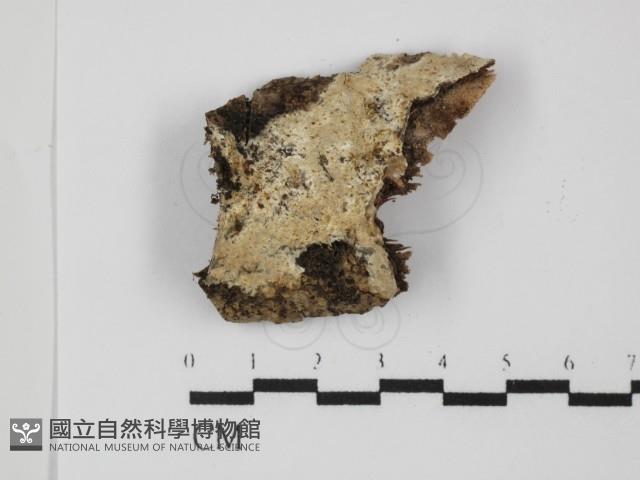 登錄號:F0031347藏品圖，第1張