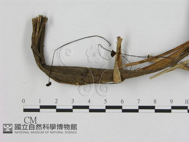 小皮傘屬藏品圖，第1張