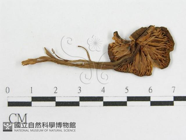 粉褶菌屬藏品圖，第1張