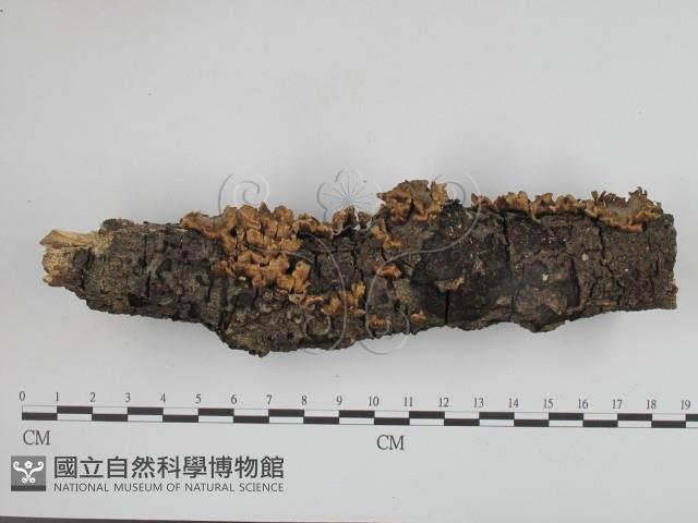 登錄號:F0012347藏品圖，第1張