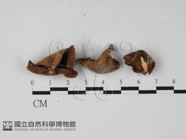 登錄號:F0027347藏品圖，第1張