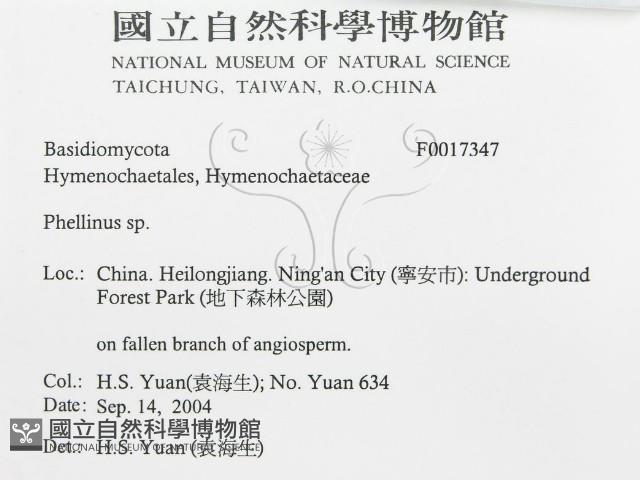 木層孔菌屬藏品圖，第3張
